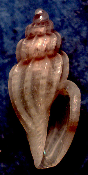 Confronto tra due nicchi di Mangelia